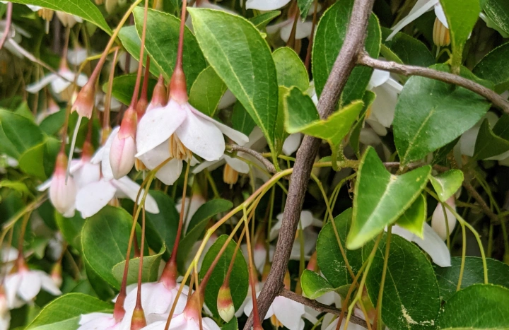 Aadusa Tree - Medicinal Plant